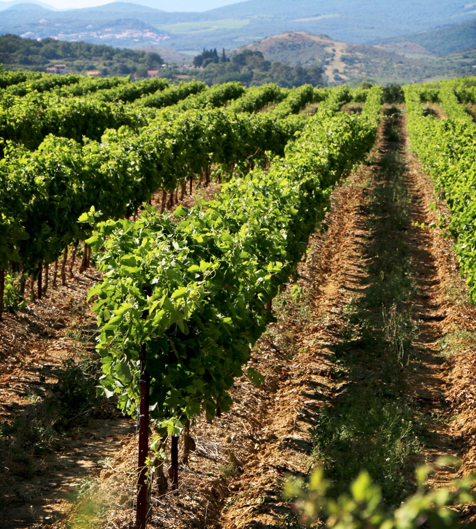 AOP Languedoc Pézenas et sa géologie atypique