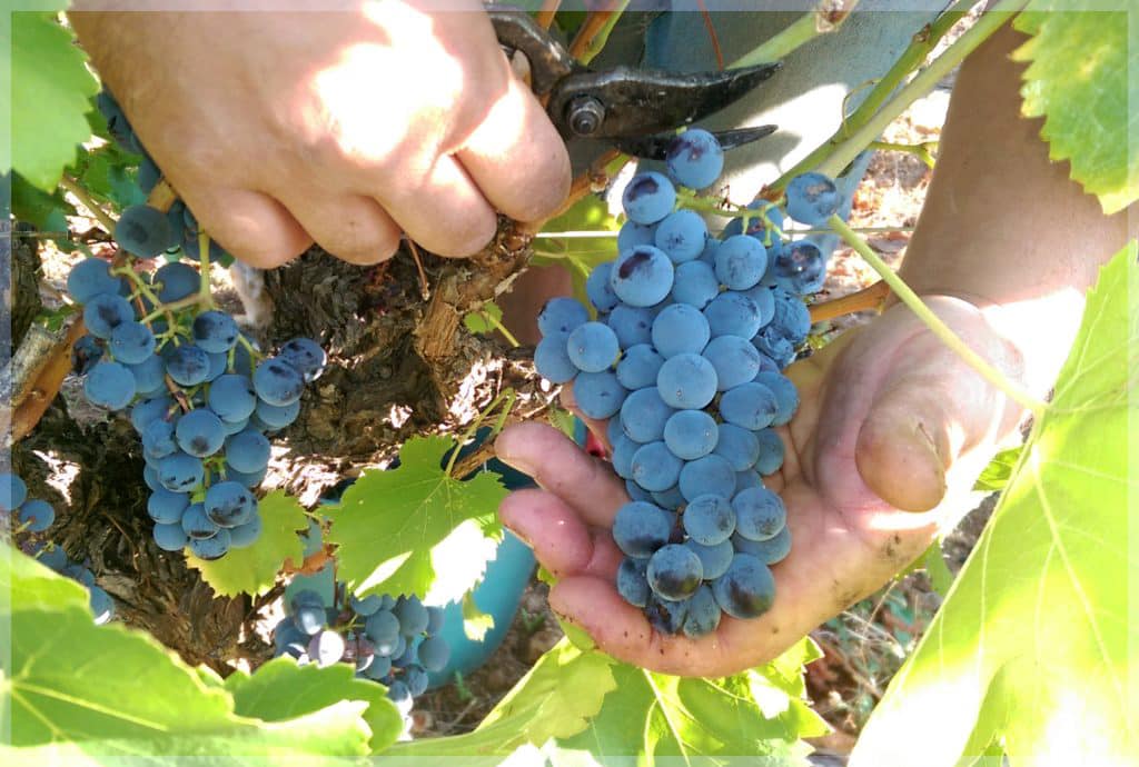 Petite récolte mais belle qualité pour un très beau millésime 2016
